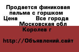 Продается финиковая пальма с горшком › Цена ­ 600 - Все города  »    . Московская обл.,Королев г.